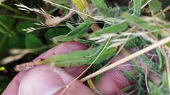 Epilobium hirtigerum