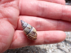 Drymaeus multilineatus