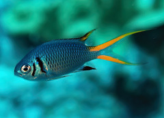 Chromis xanthura