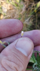 Epilobium hirtigerum