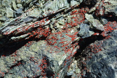Polycauliona luteominia