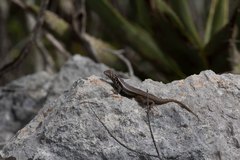 Leiocephalus barahonensis