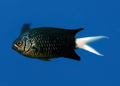 Chromis xanthura
