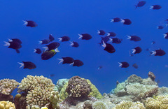 Chromis xanthura