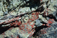 Polycauliona luteominia