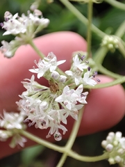 Emmeorhiza umbellata