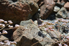 Satyrium californica
