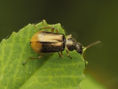 Attalus chrysanthemi
