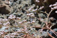 Satyrium californica