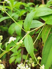 Emmeorhiza umbellata