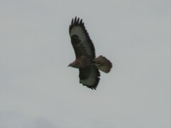 Buteo buteo vulpinus