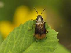 Attalus chrysanthemi