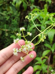 Emmeorhiza umbellata