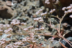 Satyrium californica