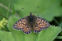 Boloria napaea