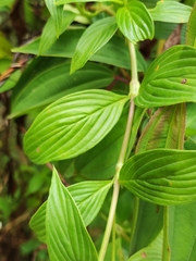Emmeorhiza umbellata