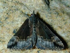 Hypena
