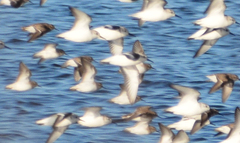 Calidris alba