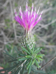 Ptilostemon chamaepeuce