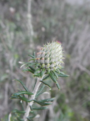 Ptilostemon chamaepeuce