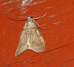 Crocidophora tuberculalis