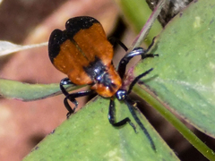 Lycus melanurus