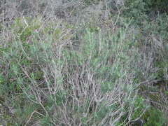 Ptilostemon chamaepeuce