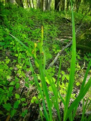 Iris pseudacorus