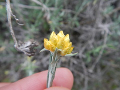 Helichrysum stoechas
