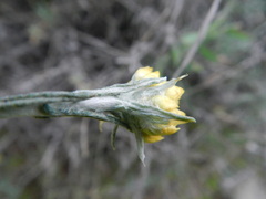 Helichrysum stoechas