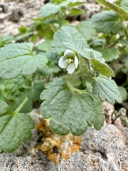 Veronica cymbalaria