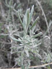 Helichrysum stoechas