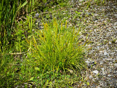 Carex annectens