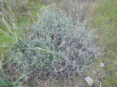 Helichrysum stoechas