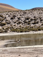 Phoenicoparrus andinus