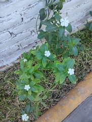Catharanthus roseus