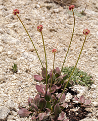 Eriogonum latens