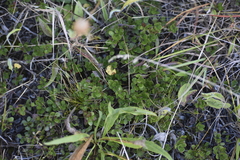 Arctostaphylos uva-ursi