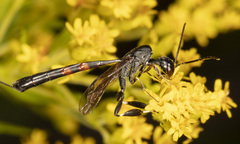 Gasteruption jaculator