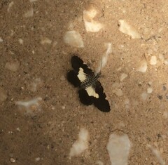 Heterusia