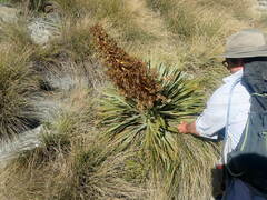 Aciphylla