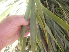 Aciphylla