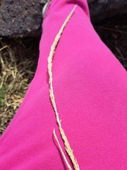 Muhlenbergia rigens