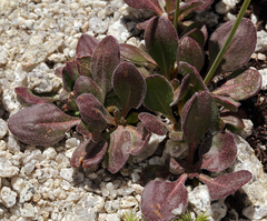 Eriogonum latens