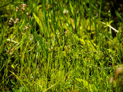 Juncus bufonius