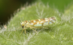 Eupteryx florida