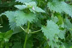 Lamium