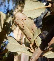 Neuroterus saltatorius texanus