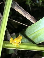 Dendropsophus microcephalus