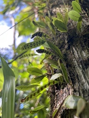 Microgramma piloselloides